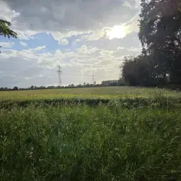 Groenrogge te Koop | Vers van het Land | Ter-Apel