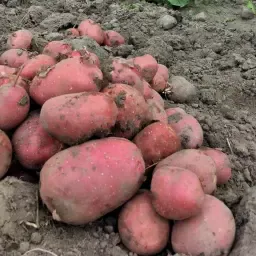 Young Red Sonia Potatoes | Freshly Dug, Red Skin