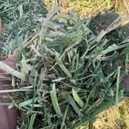 Alfalfa Hay Square Bales Fine Cut | Premium Livestock Feed