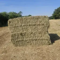 First Cut Hay Bales for Sale | Weed-Free &amp; Quality