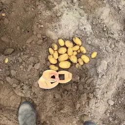 Early Ware Potatoes LEA Variety - Loose or Bagged