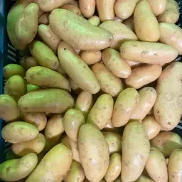 Wanted: New Harvest Potatoes - Specific Sizes for Fresh Market