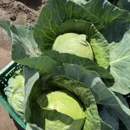 Fresh Young White Cabbage for Sale - Premium Quality