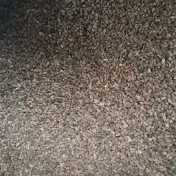 Buckwheat for Sale: Harvest '25 – Cleaned &amp; Uncleaned Tons