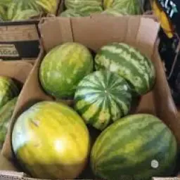 Verse Watermeloenen: Pallet Hoeveelheden Te Koop