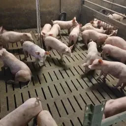 ITW Biggen te koop: Flexibele aantallen en gewicht