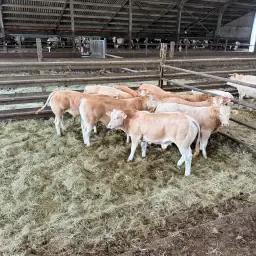Gezonde Blonde d'Aquitaine Stieren: 9 voor Mesterij/Dekkerij