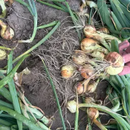 Sturon Plantuien 14,5ha - Gezonde Partij Rooibaar Wk 29