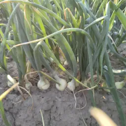 Vroege Zaaiuien 2,75 ha met Fertigatie - Oogst Aug