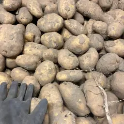 Ruim 900 ton Agri aardappelen van topkwaliteit aangeboden
