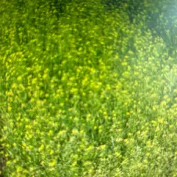 Seeking 2 Tons of Camelina Seeds | Agricultural Produce