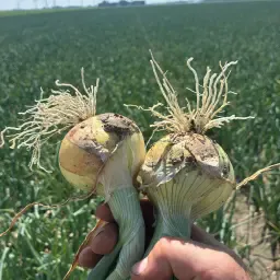 Wanted: Planting &amp; Seed Onions with Defects like Hail Damage