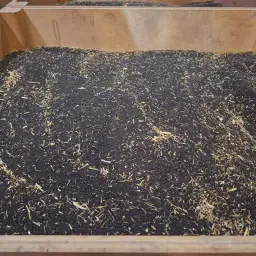 Dry Rapeseed Seed in Crates | 23,260 kg Available
