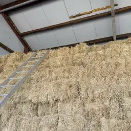Small Hay Bales for Young Cattle &amp; Horses - Quality Forage