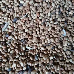 Fava Beans For Sale - Approx 50 Tons Available