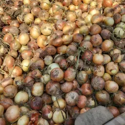 2026 Harvest Onions | Size 30/50 | Dry, 6 Crates Available