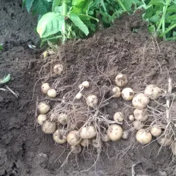 Aardappelleveringscontracten Emsland Group Wietzendorf