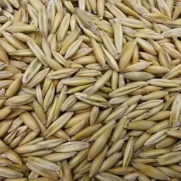 Feed Oats 2026 Harvest – High Quality Livestock Feed
