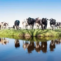 Hoogdrachtige vaarzen te koop: goed ontwikkeld, stamboek