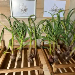 Verse Knoflook Gezocht | Ook Ongereinigd Welkom
