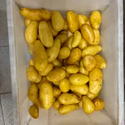 Gezocht: Langwerpige Nieuwe Oogst Aardappels | Mankement?