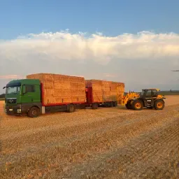 Wheat Straw for Sale - Large Quantities, 70cm Bales