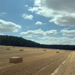 Hoogwaardig Tarwe- &amp; Gerstestro in Vierkante Balen