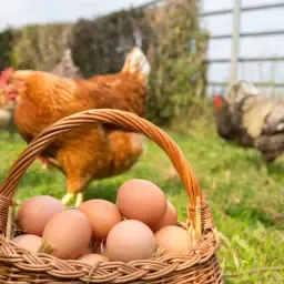 Reliable Buyer Sought for Free-Range Eggs | Krummhörn