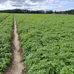 Lady Alicia Potatoes: 200t, Field Fresh, 14.8% Starch