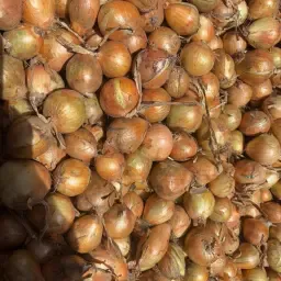 Wanted: Young Yellow &amp; Red Onions for Purchase