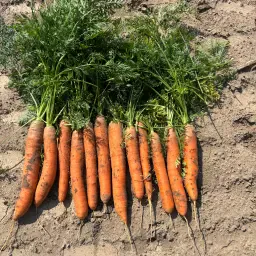 Off-Land Carrots For Sale: 1ha Laguna C/D &amp; 2ha Nerac B