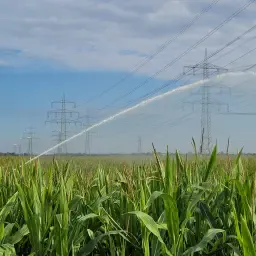 9.5 ha Maize for 2026 Harvest in Meerbusch, Germany