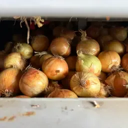 Summer Onions 70+ Available in Truckloads | Tulau
