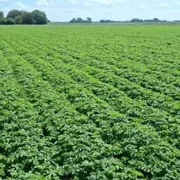 Land for Rent: Seed Potatoes &amp; Onion Sets North Friesland