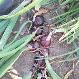 Red &amp; Yellow Harvest: 4.5 ha Red &amp; 8.5 ha Yellow Produce