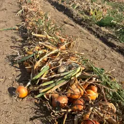 200-300 Tons Fresh Onions from Central Poland, Wielun