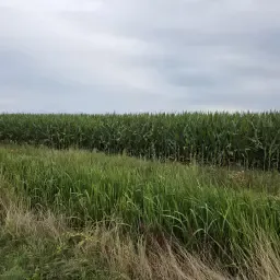 3.5 Hectares Ec Gisella Maize for Sale in Almkerk