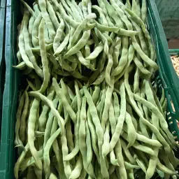 Weekly Pole Beans for Sale | 10 Tons, Flexible Packaging