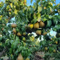 Freshly Picked Hardy Pears for Sale | Approx. 2800 kg