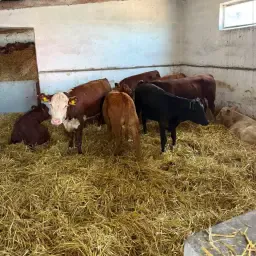 Beef Bulls &amp; Heifers for Sale - European Supply