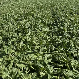 Wanted: Agricultural Land in Drenthe for Chicory 2027