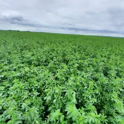 Alfalfa 3rd Cut For Sale | Round, Square or Chopped Bales