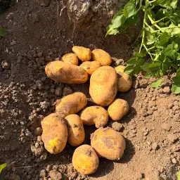 Innovator Potatoes Wanted for UK Export Market