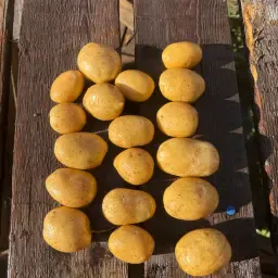 Hansa Table Potatoes for Sale | Premium 35/55 Sorting