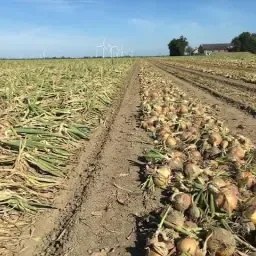 Agrarische Marktprijzen: Gele Uien, Nederland &amp; EU