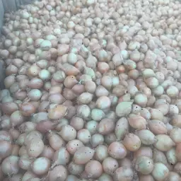 Ondermaatse Verwerkte Uien 35/40 Te Koop - 4-6 Ton