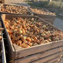 Sturon Onion Sets for Planting | High-Quality Varieties