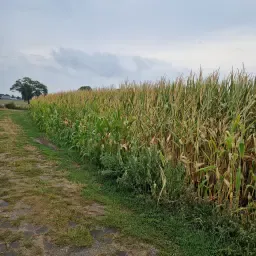 11 Hectares 100-Day Maize - Fast Maturing Harvest