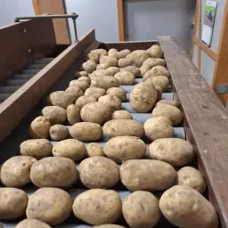 Frieslander Potatoes from Polder Clay | Sorted Quality