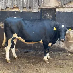 Holstein Sbt Cow: Born 2022, Pregnant &amp; Robust